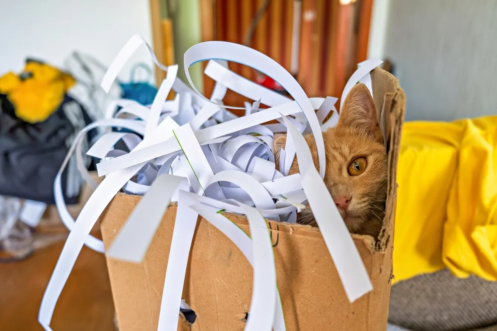Feeding Multiple Cats: Why One Big Bowl Can Hide Tension