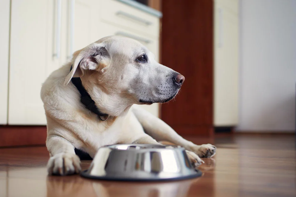 Resource Guarding in Dogs: Why Taking the Bowl Away Can Make Things Worse