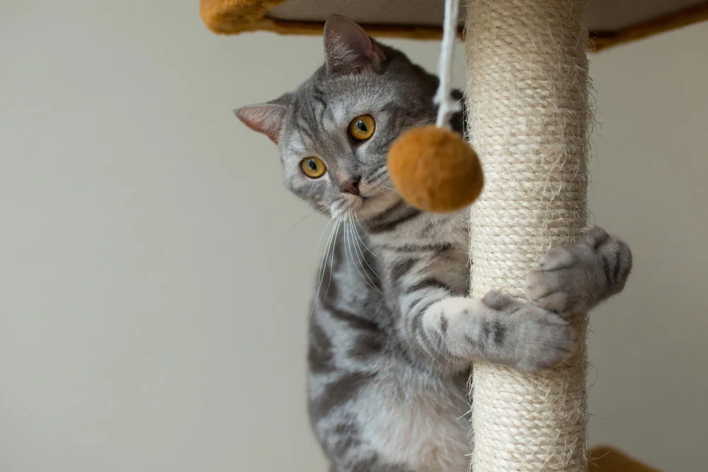 Your Cat Ignores the Scratching Post: The Problem May Be Where You Put It