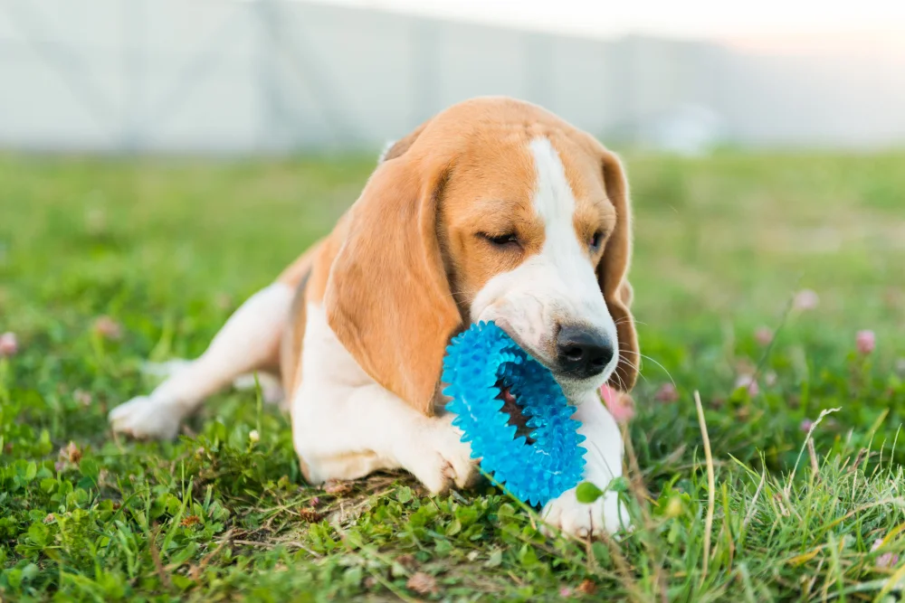 A Simple Enrichment Rotation for Dogs Without Buying More Toys