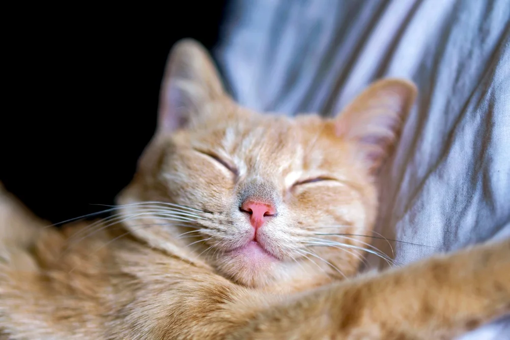 Window Watching for Cats: Enrichment, Frustration, and How to Tell the Difference