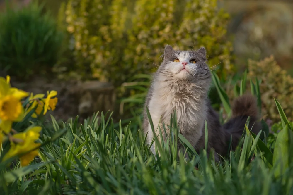 What a Pet Camera Can—and Cannot—Tell You About a Dog Left Alone