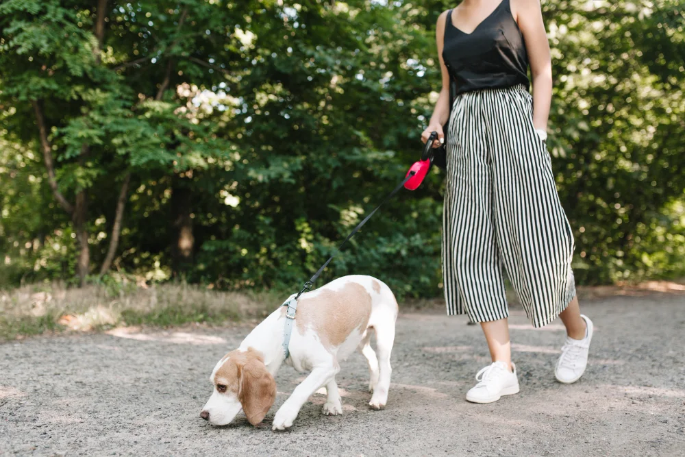 Why a Sniff Walk Can Tire a Dog Out Differently Than a Fast Walk