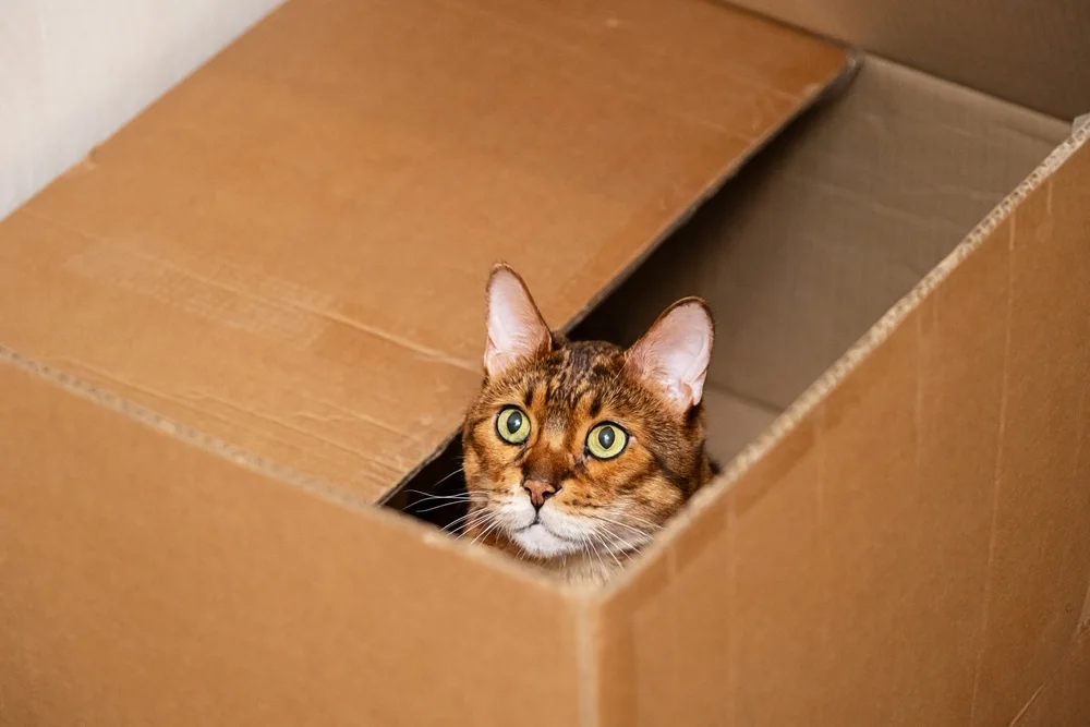 Moving With a Cat or Dog: Why One 'Home Base' Room Can Make the First Days Easier