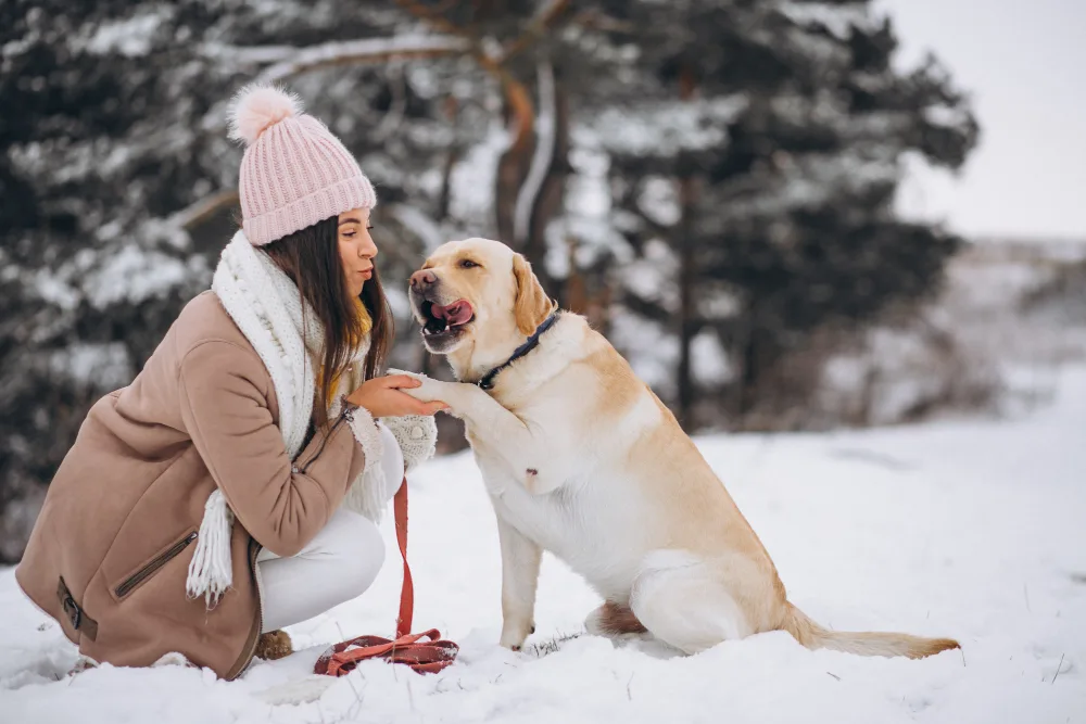 Winter Paw Care for Dogs: Ice, Road Salt, Boot Fit and the After-Walk Check