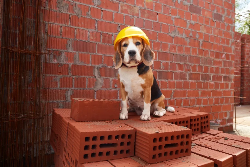 How to Build a Calm Daily Routine for an Adult Dog