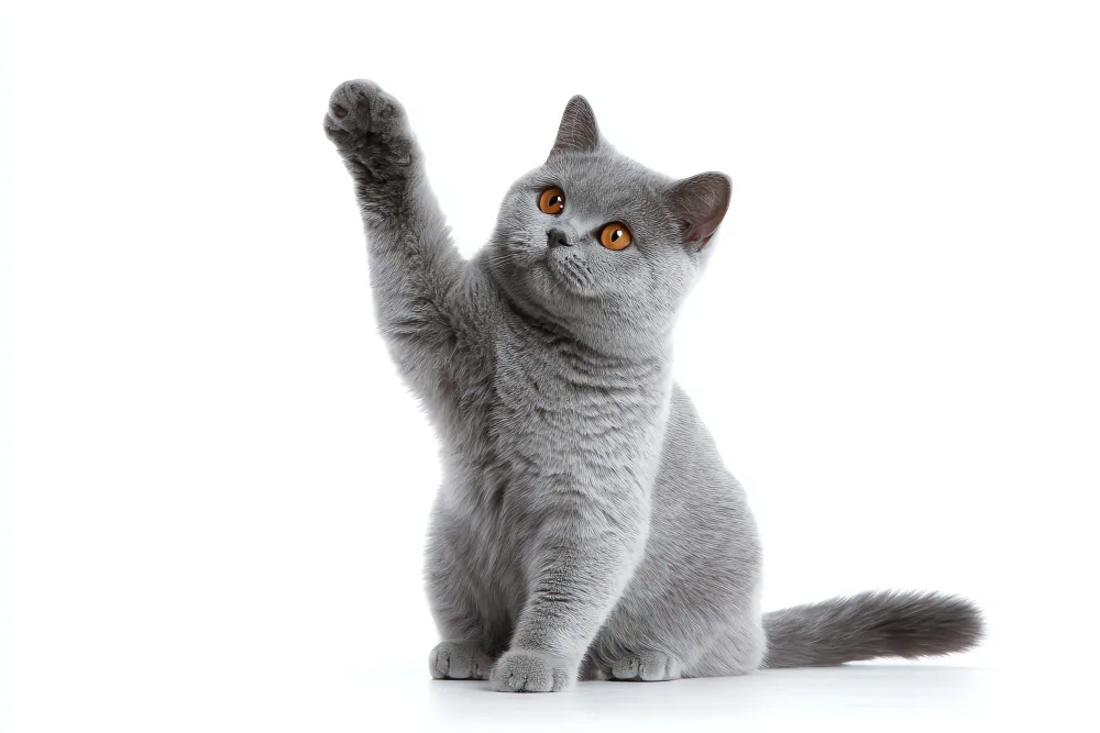 Kedi Olan Bir Evde Bitki Yetiştirmek: Nelere Dikkat Edilmeli?

Değinilmesi ger