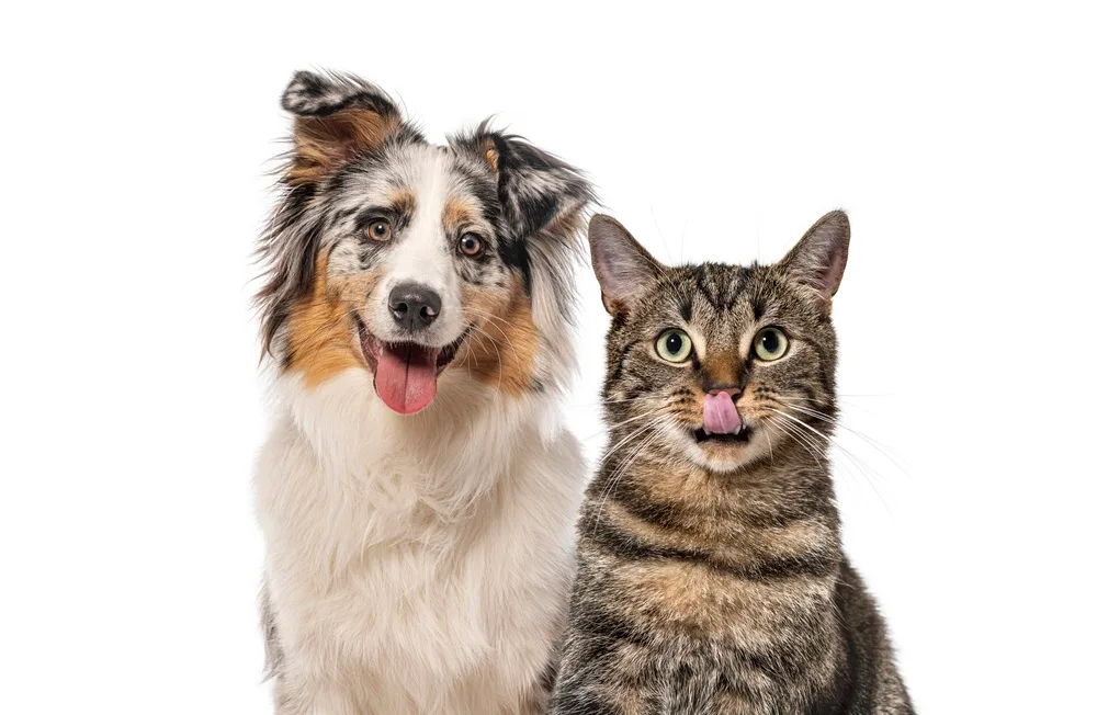 What to Research Before Bringing Home a Small Pet