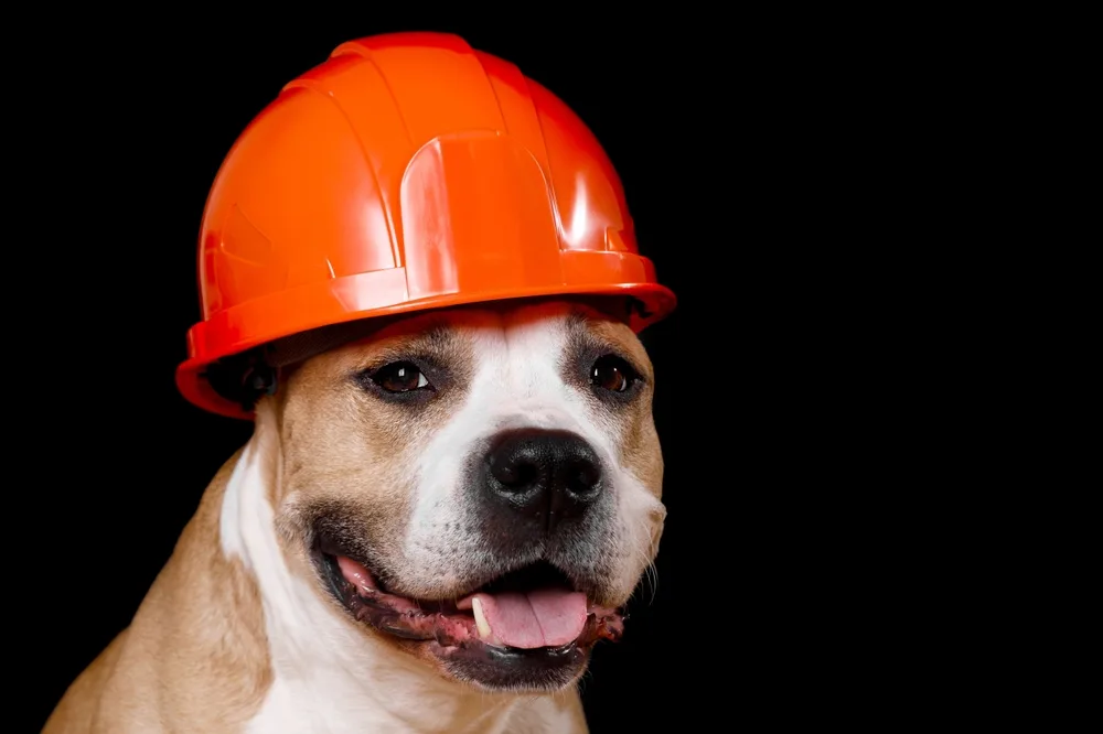 How to Choose Pet Gear by Fit, Function, and Maintenance