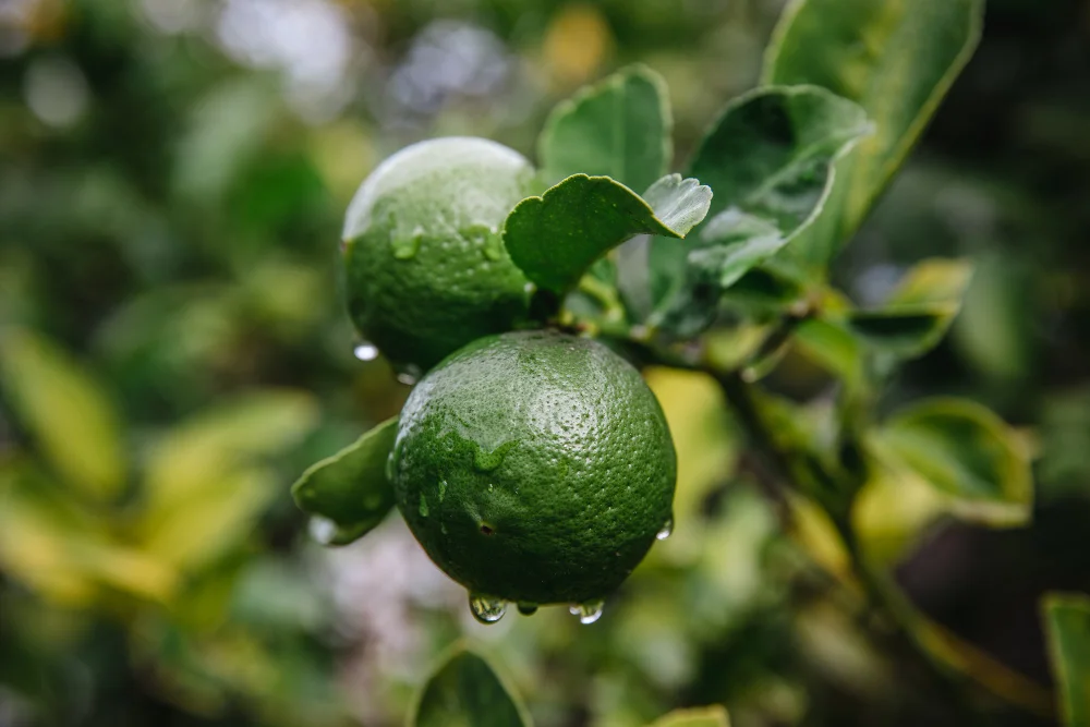 Samsun’da Limon Ağacı Yetiştirmek: Saksı, Bahçe, Kış Koruması ve Sulama